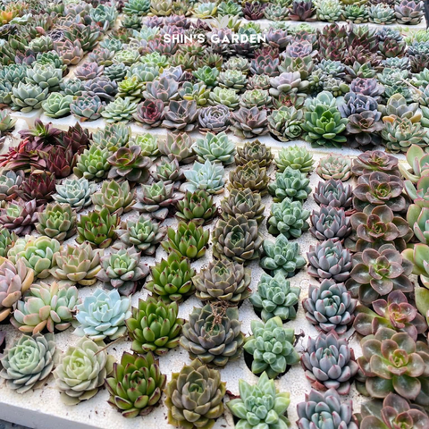  Sen đá Thủ Đức đẹp dễ chăm, ý nghĩa phong thủy – Mua tại Shin's Garden giá rẻ 