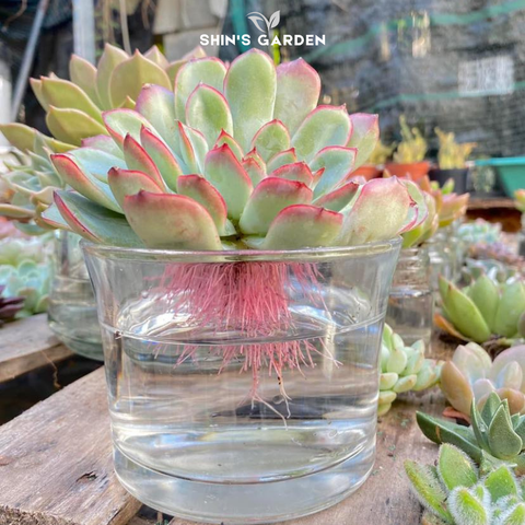  Sen đá thủy canh để bàn – cây cảnh thủy sinh mini trang trí phong thủy hiện đại 