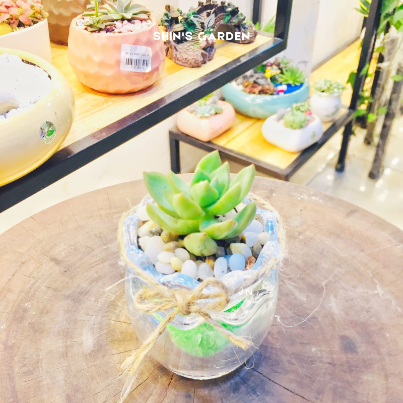 Sen đá thủy sinh để bàn mini hợp mệnh – decor đẹp phong thủy