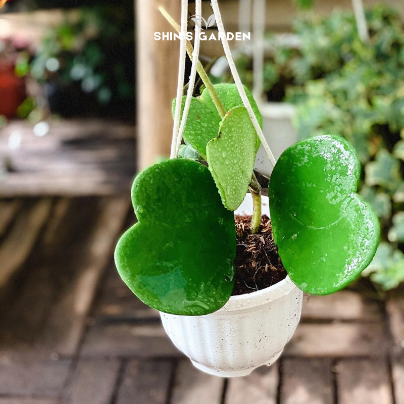 Sen đá trái tim Hoya Kerrii – Biểu tượng tình yêu vĩnh cửu