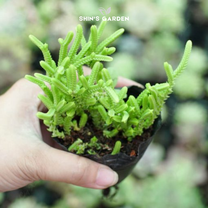 Sen đá hợp mệnh Mộc – Cây phong thủy để bàn đẹp từ Shin’s Garden tăng năng lượng