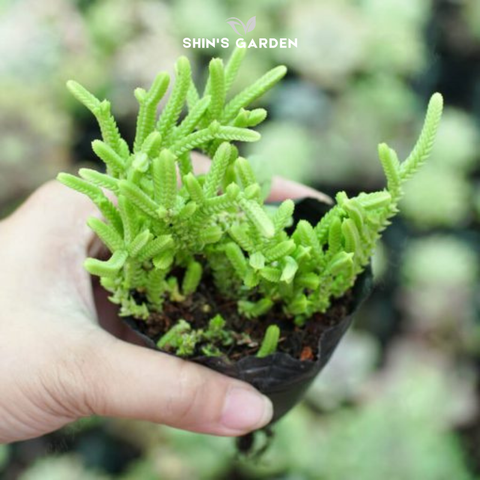  Sen đá trúc xanh mini – Cây phong thủy dễ sống, hút vượng khí 