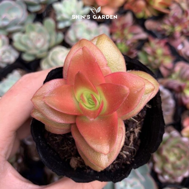 Sen đá tứ phương – Cây phong thủy để bàn mini may mắn