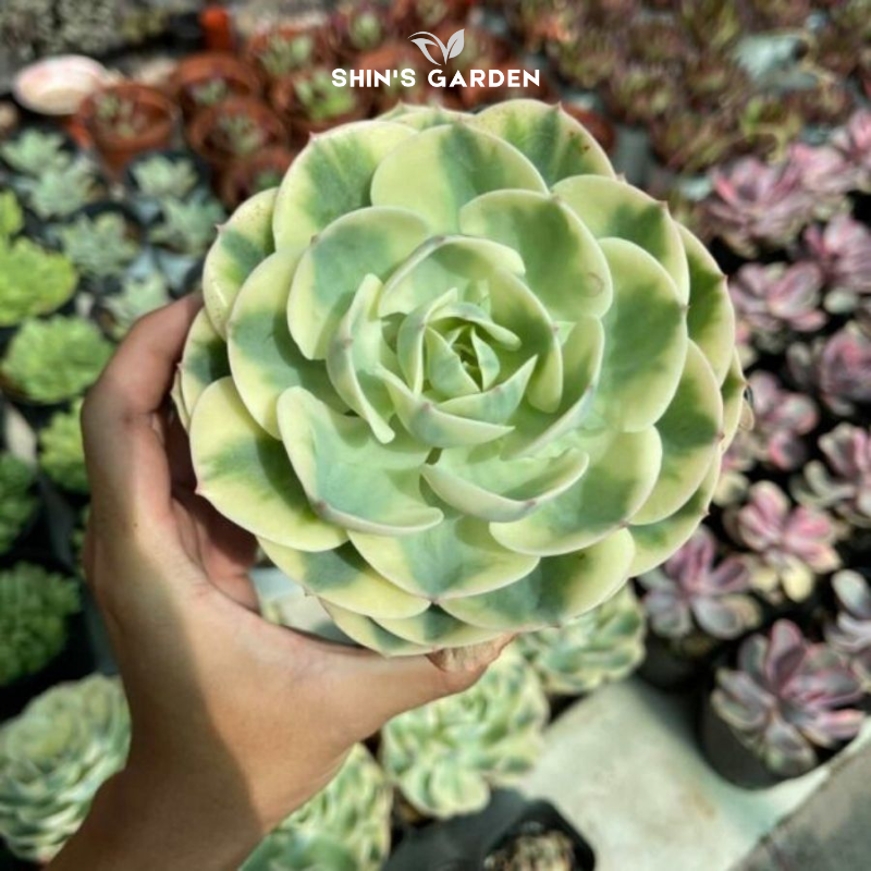 Sen đá var đột biến lá loang hiếm – cây mini phong thủy sưu tầm