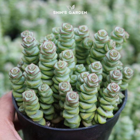  Sen đá xiên thịt: Nguồn gốc, ý nghĩa phong thủy và cách chăm sóc hiệu quả 