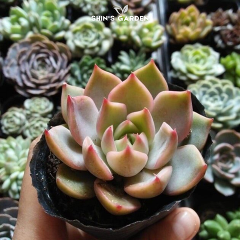  Sen đá đế vương hồng: Cây sen đá mini phong thủy hợp mệnh, dễ chăm & trang trí 