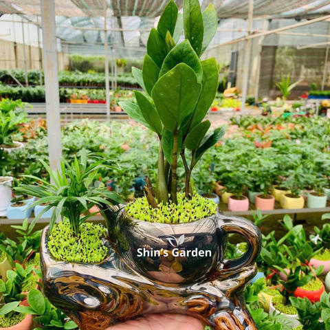  Cây kim tiền | QV00097 | Chậu ấm độc đáo | 30 - 50 cm | Tài lộc, May mắn, Thịnh vượng | Shin's Garden 