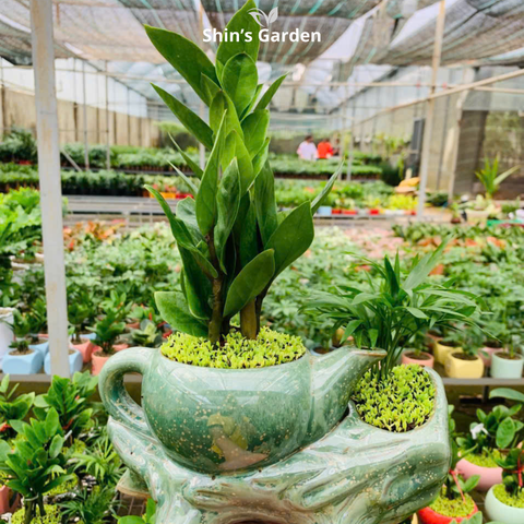  Cây kim tiền | QV00097 | Chậu ấm độc đáo | 30 - 50 cm | Tài lộc, May mắn, Thịnh vượng | Shin's Garden 