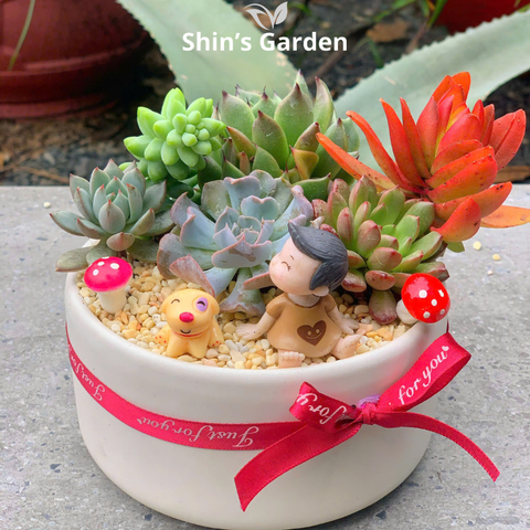  Tiểu cảnh sen đá | SG00010 | Chậu sứ trắng | 10-15cm | Trang trí bàn làm việc, quà tặng | Shin's Garden 