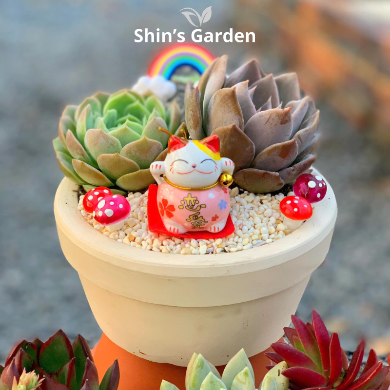 Tiểu cảnh sen đá | SG00052 | Chậu sứ trắng | 10-15cm | Trang trí bàn làm việc | Shin's Garden