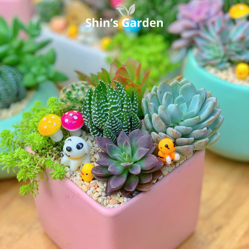 Tiểu cảnh sen đá, xương rồng | SG00050 | Chậu sứ | 15-20cm | Trang trí bàn làm việc | Shin's Garden