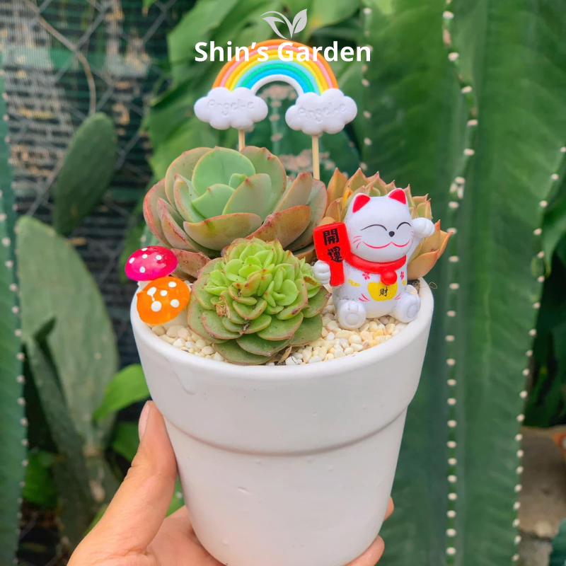 Tiểu cảnh sen đá, xương rồng | SG00050 | Chậu sứ | 15-20cm | Trang trí bàn làm việc | Shin's Garden