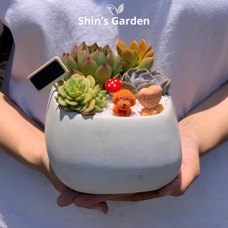 Tiểu cảnh sen đá, xương rồng | SG00050 | Chậu sứ | 15-20cm | Trang trí bàn làm việc | Shin's Garden