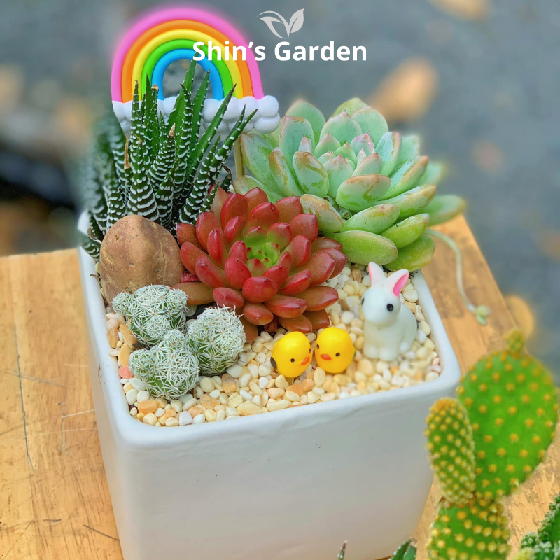 Tiểu cảnh sen đá, xương rồng | SG00050 | Chậu sứ | 15-20cm | Trang trí bàn làm việc | Shin's Garden