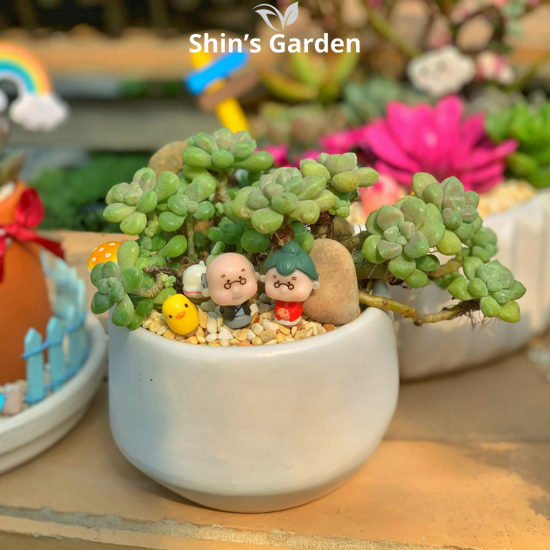 Tiểu cảnh sen đá Sedum | SG00009 | Chậu sứ | 10-15cm | Trang trí bàn làm việc | Shin's Garden