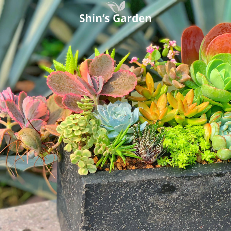Tiểu cảnh sen đá | SG00006 | Chậu đá đen | 10-15cm | Quà tặng, Phong thủy | Shin's Garden