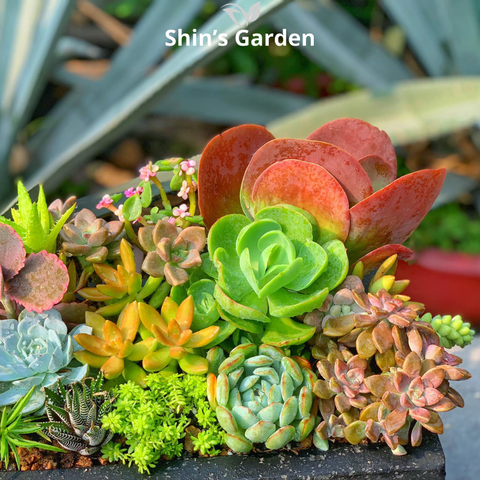  Tiểu cảnh sen đá | SG00006 | Chậu đá đen | 10-15cm | Quà tặng, Phong thủy | Shin's Garden 