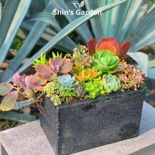  Tiểu cảnh sen đá | SG00006 | Chậu đá đen | 10-15cm | Quà tặng, Phong thủy | Shin's Garden 