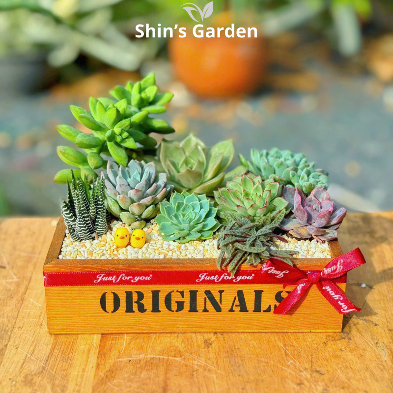 Tiểu cảnh sen đá | SG00005 | Chậu gỗ | 10-15cm | Quà tặng, Phong thủy | Shin's Garden