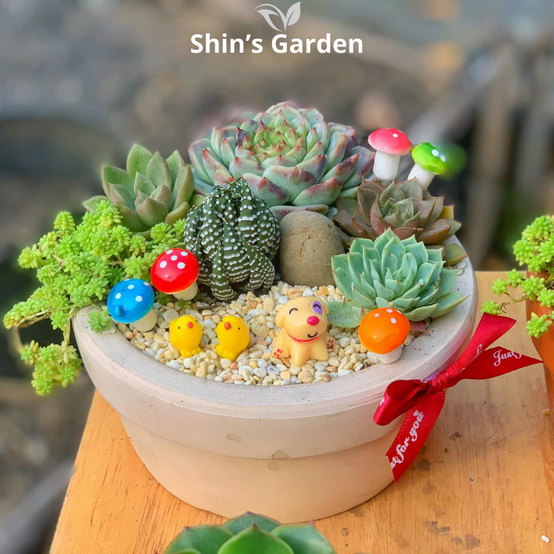 Tiểu cảnh sen đá | SG00007 | Chậu gốm | 10-15cm | Trang trí bàn làm việc | Shin's Garden