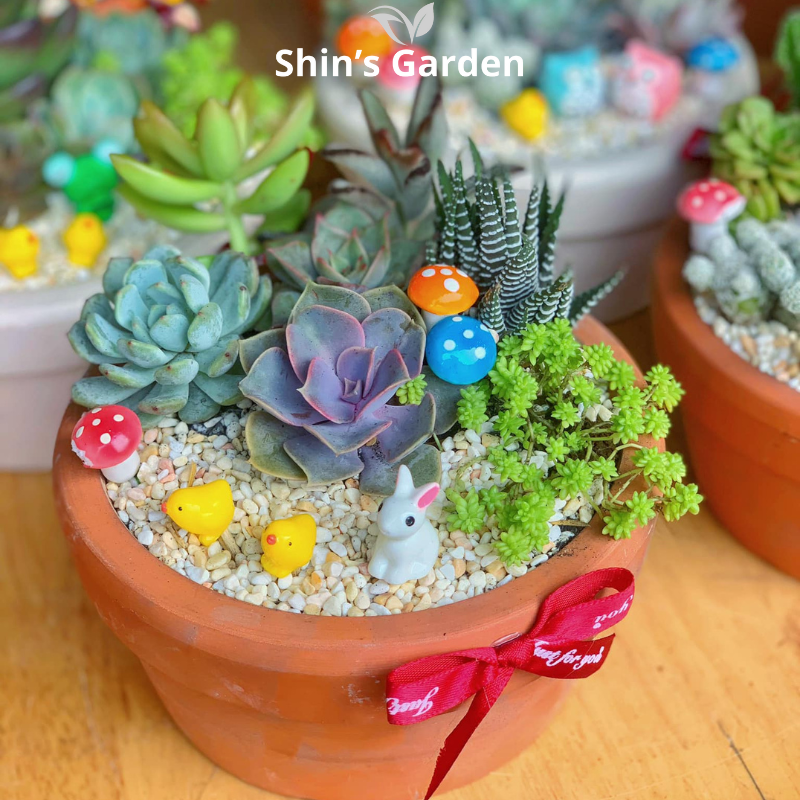 Tiểu cảnh sen đá | SG00007 | Chậu gốm | 10-15cm | Trang trí bàn làm việc | Shin's Garden