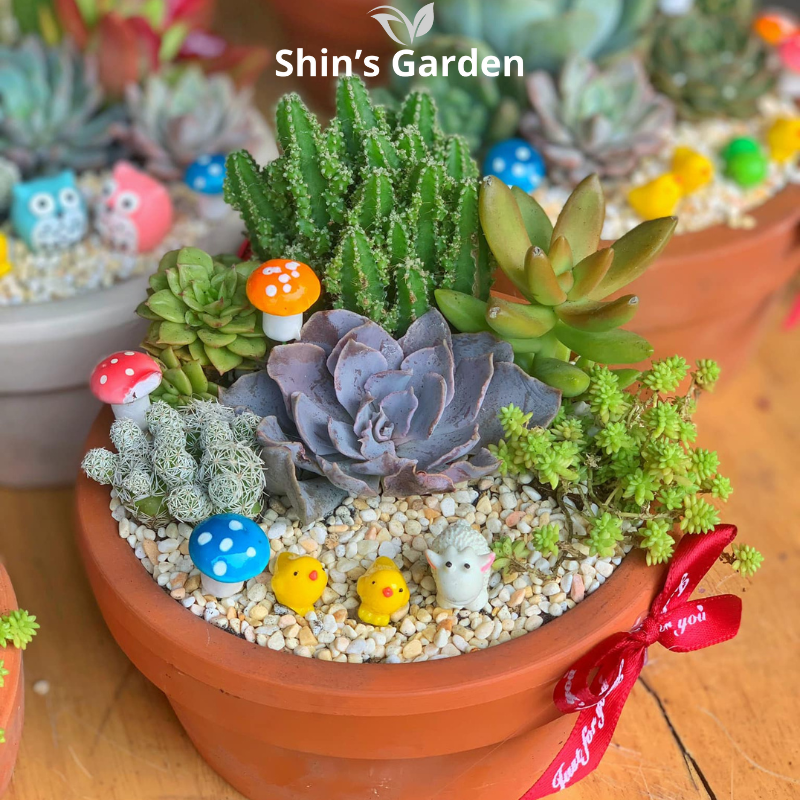 Tiểu cảnh sen đá | SG00007 | Chậu gốm | 10-15cm | Trang trí bàn làm việc | Shin's Garden