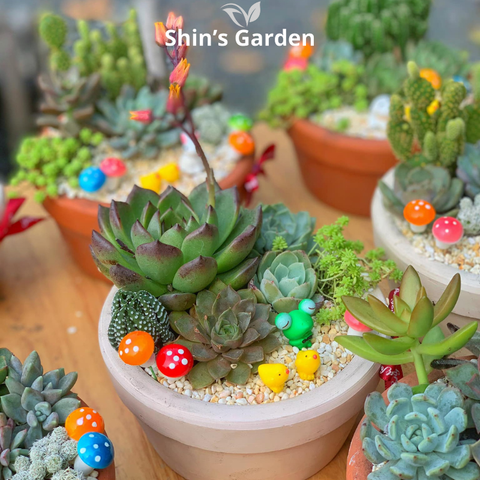 Tiểu cảnh sen đá | SG00007 | Chậu gốm | 10-15cm | Trang trí bàn làm việc | Shin's Garden 