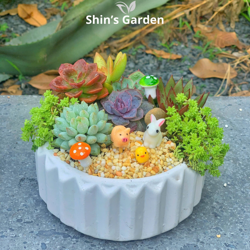 Tiểu cảnh sen đá | SG00001 | Chậu sứ trắng | 10-15cm | Trang trí bàn làm việc, quà tặng | Shin's Garden