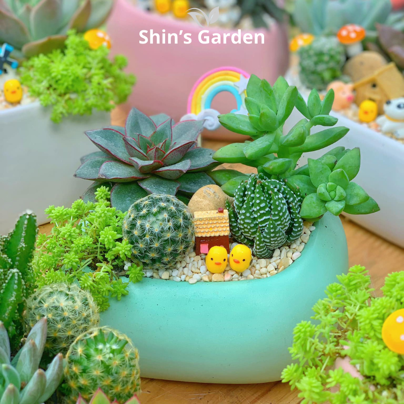 Tiểu cảnh sen đá, xương rồng | SG00067 | Chậu sứ xanh | 15-20cm | Trang trí bàn làm việc | Shin's Garden