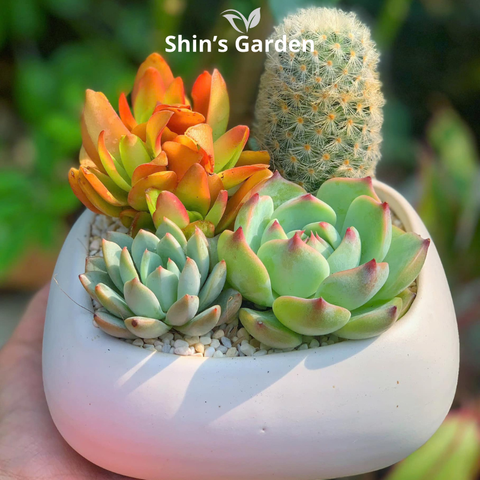  Tiểu cảnh sen đá, xương rồng | SG00067 | Chậu sứ xanh | 15-20cm | Trang trí bàn làm việc | Shin's Garden 