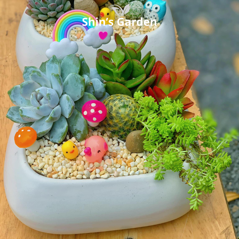 Tiểu cảnh sen đá, xương rồng | SG00067 | Chậu sứ xanh | 15-20cm | Trang trí bàn làm việc | Shin's Garden