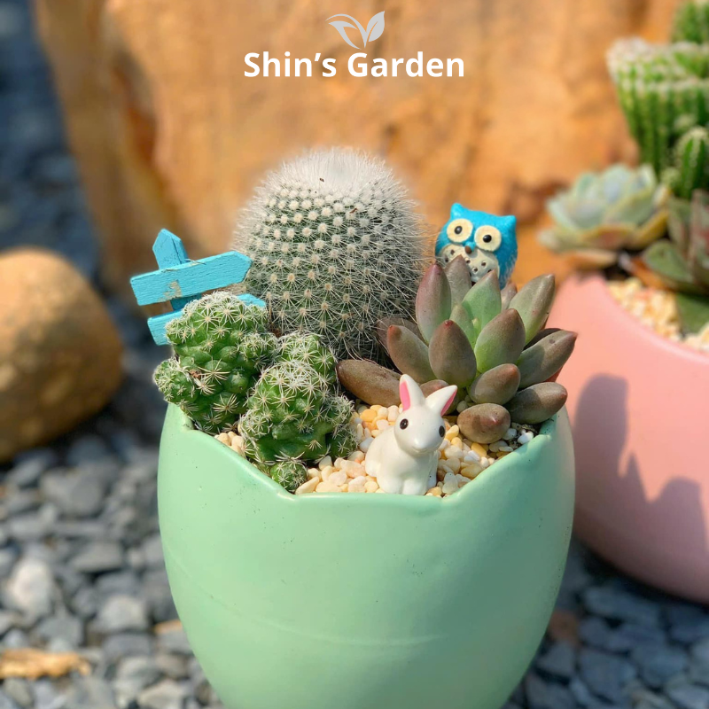 Tiểu cảnh sen đá, xương rồng | SG00067 | Chậu sứ xanh | 15-20cm | Trang trí bàn làm việc | Shin's Garden