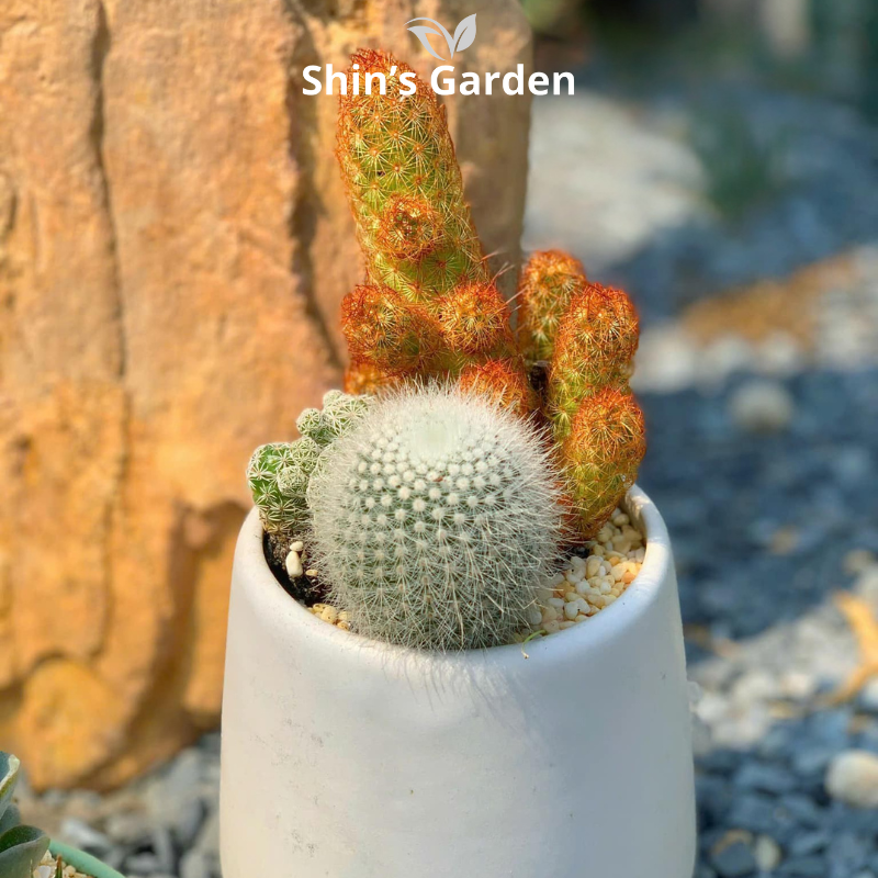 Xương rồng mix | SG00068 | Chậu sứ trắng | 5 - 10 cm | Kiên cường, Bền bỉ, Tài lộc | Shin's Garden