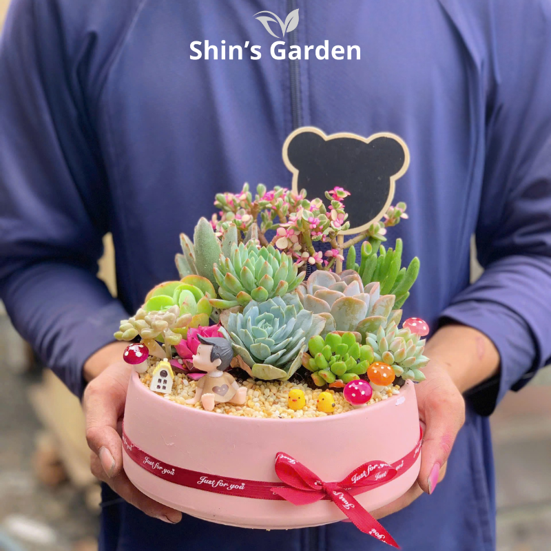 Tiểu cảnh sen đá, xương rồng | SG00044 | Chậu sứ | 15-20cm | Quà tặng, Phong thủy | Shin's Garden