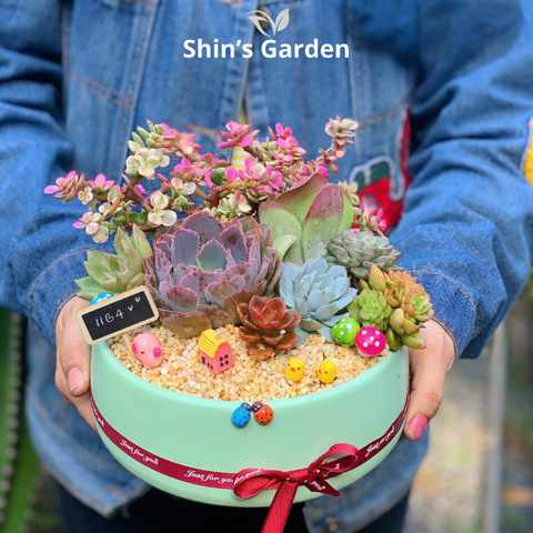  Tiểu cảnh sen đá, xương rồng | SG00044 | Chậu sứ | 15-20cm | Quà tặng, Phong thủy | Shin's Garden 