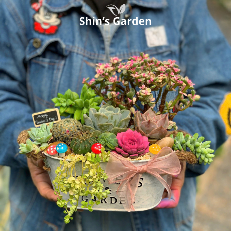 Tiểu cảnh sen đá, xương rồng | SG00044 | Chậu sứ | 15-20cm | Quà tặng, Phong thủy | Shin's Garden