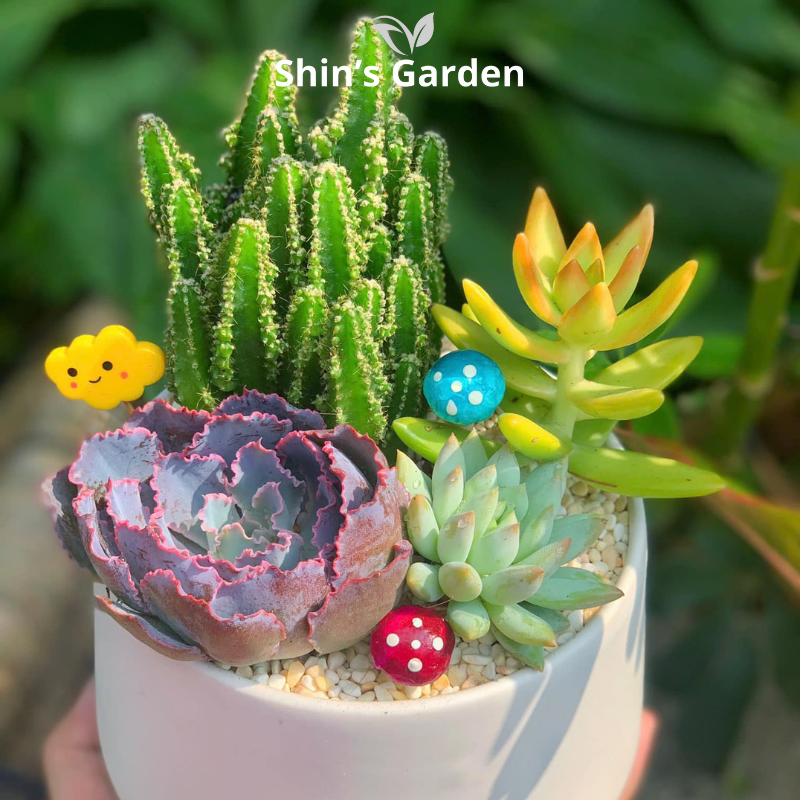 Tiểu cảnh sen đá, xương rồng | SG00044 | Chậu sứ | 15-20cm | Quà tặng, Phong thủy | Shin's Garden