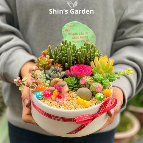  Tiểu cảnh sen đá, xương rồng | SG00011 | Chậu sứ trắng | 15-20cm | Quà tặng phong thủy | Shin's Garden 