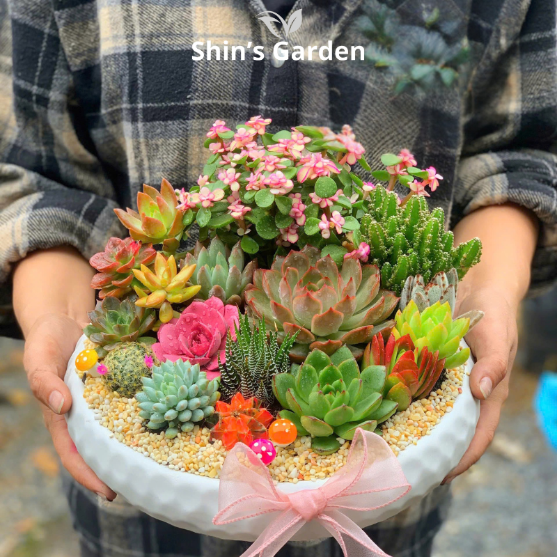 Tiểu cảnh sen đá, xương rồng | SG00011 | Chậu sứ trắng | 15-20cm | Quà tặng phong thủy | Shin's Garden