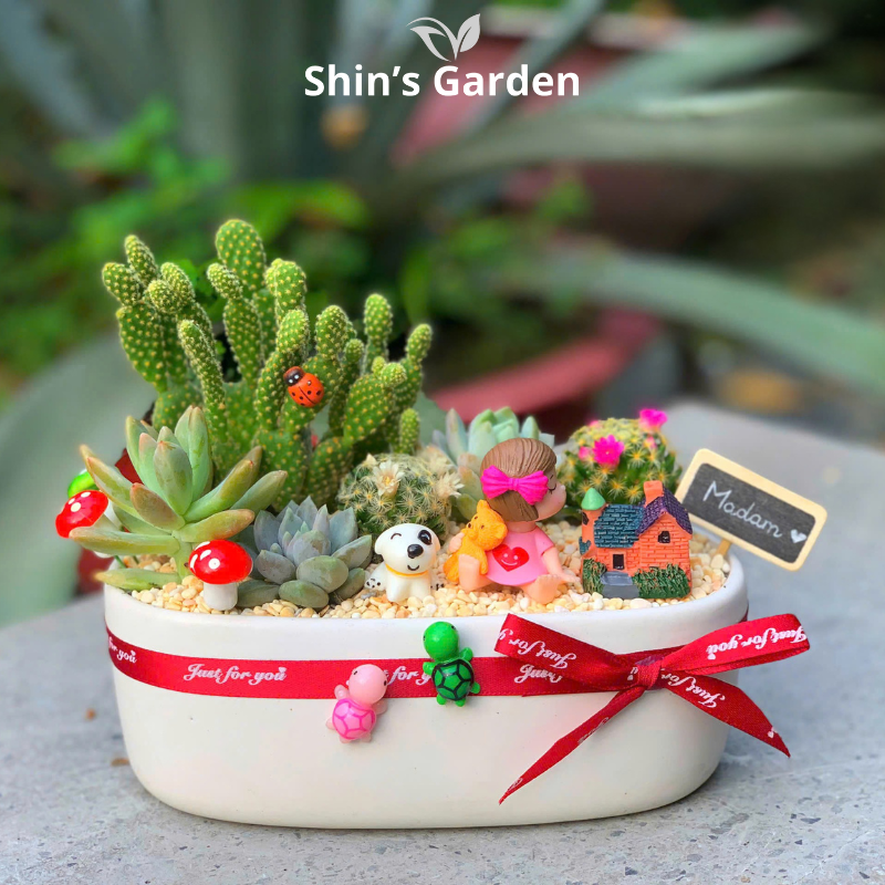 Tiểu cảnh sen đá, xương rồng | SG00011 | Chậu sứ trắng | 15-20cm | Quà tặng phong thủy | Shin's Garden