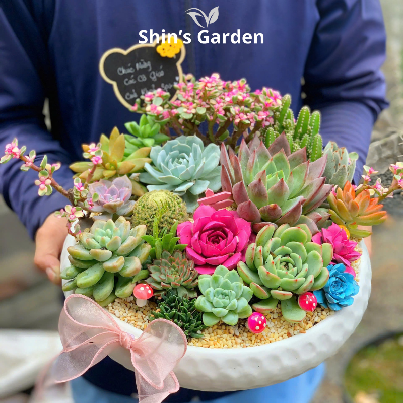 Tiểu cảnh sen đá, xương rồng | SG00011 | Chậu sứ trắng | 15-20cm | Quà tặng phong thủy | Shin's Garden