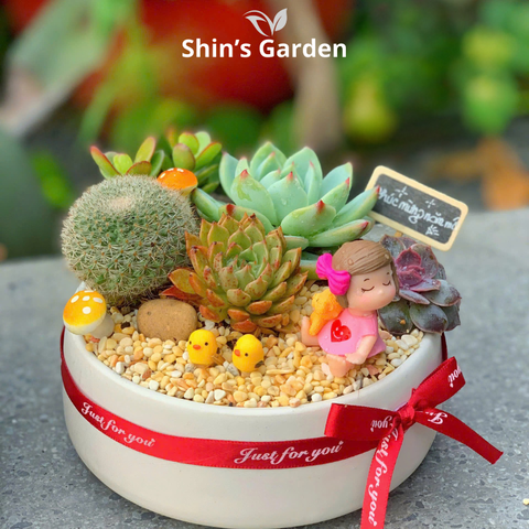  Tiểu cảnh sen đá, xương rồng | SG00011 | Chậu sứ trắng | 15-20cm | Quà tặng phong thủy | Shin's Garden 