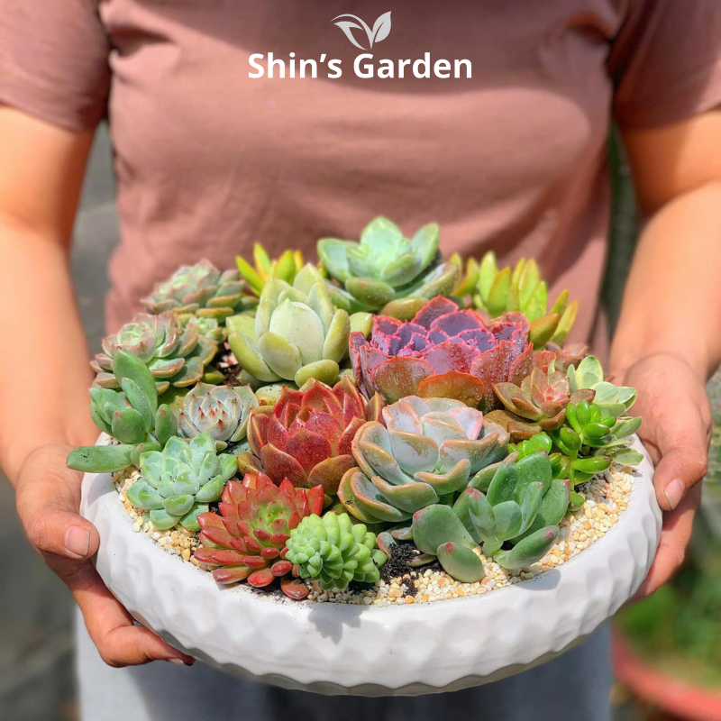 Tiểu cảnh sen đá | SG00017 | Chậu sứ trắng | 10 - 15 cm | Sức sống, May mắn, Bền bỉ | Shin's Garden