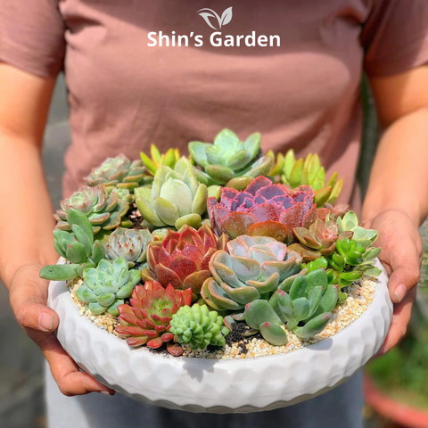  Tiểu cảnh sen đá | SG00017 | Chậu sứ trắng | 10 - 15 cm | Sức sống, May mắn, Bền bỉ | Shin's Garden 