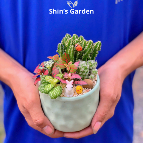  Tiểu cảnh xương rồng | SG00014 | Chậu sứ xanh | 10 - 15 cm | Kiên cường, Bền bỉ, Tài lộc | Shin's Garden 