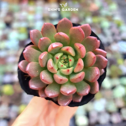  Sen đá hồng ngọc: Ý nghĩa, cách chăm sóc và gợi ý chậu sen đá mini để bàn 