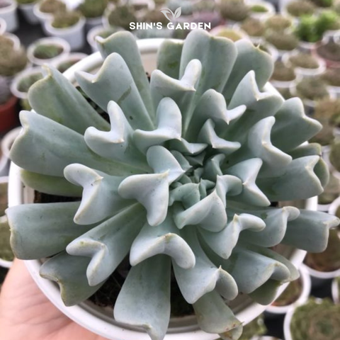  Sen đá cúc trắng: Ý nghĩa, cách chăm và gợi ý chậu sen đá mini để bàn đẹp 