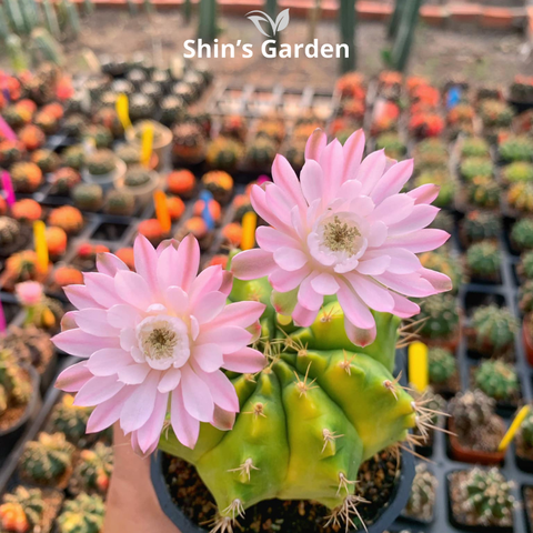  Xương rồng Gym | SG00032 | Chậu nhựa | 10 - 15 cm | Kiên cường, Bền bỉ, Tài lộc | Shin's Garden 