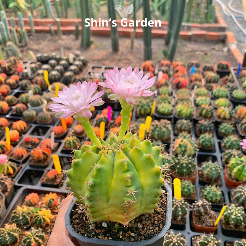Xương rồng Gym | SG00032 | Chậu nhựa | 10 - 15 cm | Kiên cường, Bền bỉ, Tài lộc | Shin's Garden