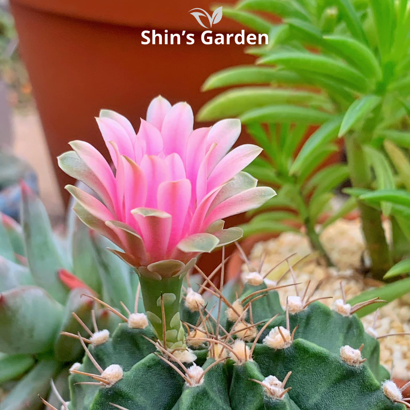 Xương rồng Gym | SG00029 | Chậu nhựa | 10 - 15 cm | Kiên cường, Bền bỉ, Tài lộc | Shin's Garden